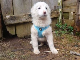 Pippin kuschelt sich direkt ins Herz