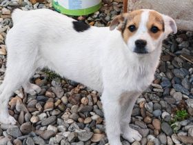 Zuckermaus Clärchen sucht ihr Glück