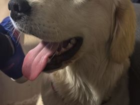 Golden Retriever Hündin sucht