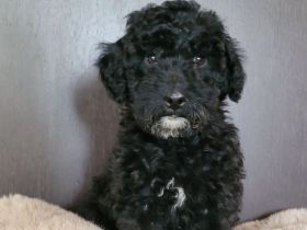 Traumhafte Cockapoos F1b Laboklin getestet suchen neuen Kuschelplatz