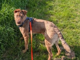 Elsie sucht ihr Für-Immer-Zuhause