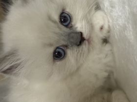 Ragdoll Katze zur Adoption