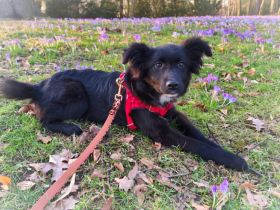 Wer möchte Holly ein liebevolles Zuhause schenken?