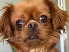 Bambina - menschenbezogen und verschmust