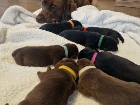 Wunderschöne Labradorwelpen suchen ein Zuhause