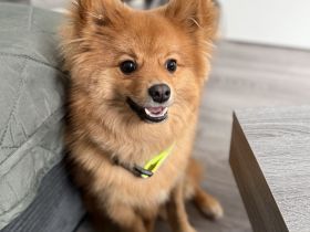 Japanischer Zwergspitz