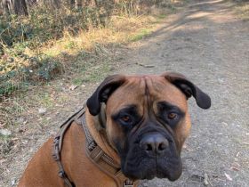 Liebe Bullmastiff-Hündin, 1,5 Jahre alt