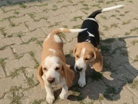 Beaglewelpen reinrassig  mit Papieren