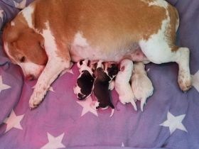 Beaglewelpen reinrassig  mit Papieren