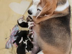Beaglewelpen reinrassig  mit Papieren