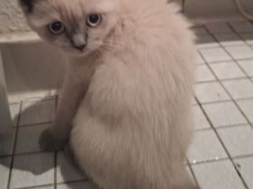 Liebevolles Zuhause gesucht BKH Kitten