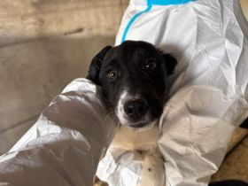 Freundlicher und verspielter Welpe Silvester sucht ein Zuhause