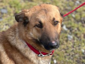 Wunderschöne Hündin Duna sucht ein liebevolles Zuhause