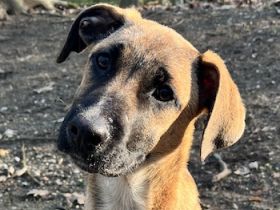 Dickie, geb. ca. 11/2025, lebt bei einer Familie in 46236 Bottrop