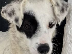 Meybel geb. ca. 02/2025, lebt in GRIECHENLAND, auf einer privaten Pflegestelle