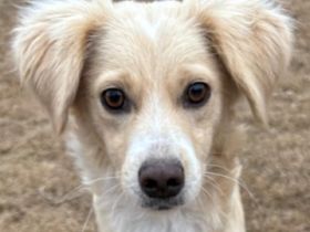 Hazel, geb. ca.02/2025, lebt in GRIECHENLAND, auf einer privaten Pflegestelle