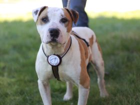 Yukon sucht ein Zuhause außerhalb von DE