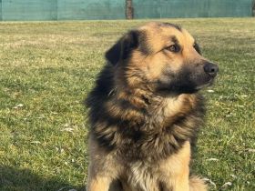 Loyaler Piky sucht seine Menschen