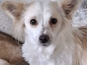 Isara, geb. ca. 07/2024, lebt in GRIECHENLAND, auf einer privaten Pflegestelle