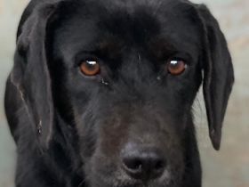 Nea, geb. ca. 02/2023, lebt in GRIECHENLAND, auf einer privaten Pflegestelle