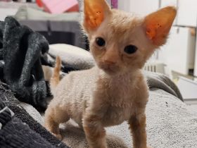 Süße Don Sphynx Kitten