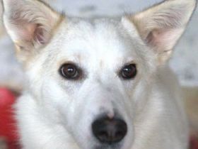 Thimia, geb. ca. 07/2023, lebt in GRIECHENLAND, auf einer privaten Pflegestelle