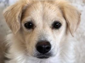 Eyra, geb. ca. 04/2023, lebt in GRIECHENLAND, auf einer privaten Pflegestelle