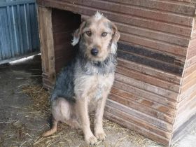 Leilani - ist eine sanfte und freundliche Hündin