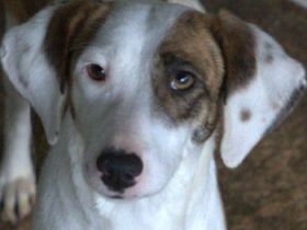 Nivara und Tanu, geb. ca. 11/2024, leben in GRIECHENLAND, auf einer privaten Pflegestelle