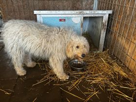 Sofie - ist eine fröhliche unbeschwerte Hündin