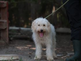 Sofie - ist eine fröhliche unbeschwerte Hündin