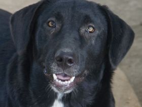 Ria, geb. ca. 10/2024, lebt in GRIECHENLAND, im städt. Tierheim Serres