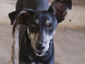 Savina, geb. ca. 01/2025, lebt in GRIECHENLAND, auf einer privaten Pflegestelle