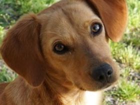 Shiva, geb. ca. 01/2025, lebt in GRIECHENLAND, auf einer privaten Pflegestelle