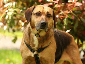 Jango sucht sein Für-Immer-Zuhause!