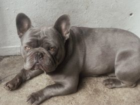 Französisch Bulldoggen Rüde sucht Absofort ein neues zu Hause