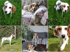 Cloe – zarte Jagdhund Mischlingshündin