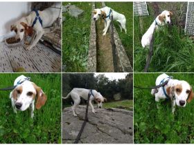 Cloe – zarte Jagdhund Mischlingshündin