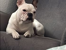 Französisch Bulldoggen Hündin sucht ein schönes zu Hause