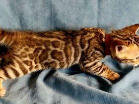 Bengal Kitten mit wunderschönen Rosetten