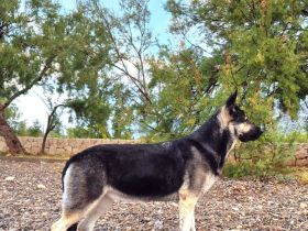 Osteuropäischer Schäferhund