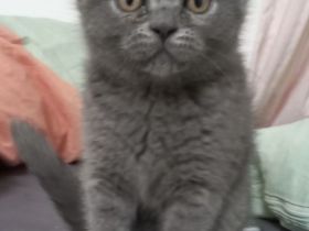 20 Wochen altes Kitten