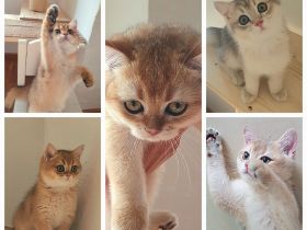 .BKH Kitten black-golden-shaded / blue-golden-shaded reinrassig mit exzellentem Stammbaum