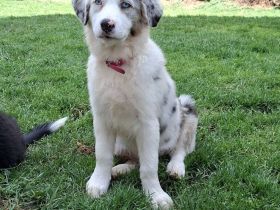 Australian Shepherd Welpen