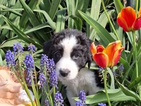 Australian Shepherd Welpen