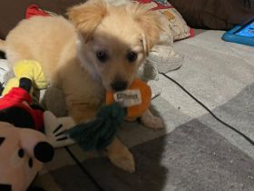 Mini Spitz Mischling