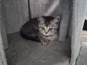 Süse BKH Kitten zuverkaufen