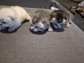 Süse BKH Kitten zuverkaufen