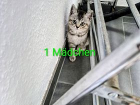 Süse BKH Kitten zuverkaufen