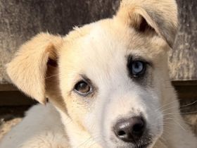 Maple, geb. ca. 12/2025, lebt auf einer Pflegestelle in 52531 Übach-Palenberg